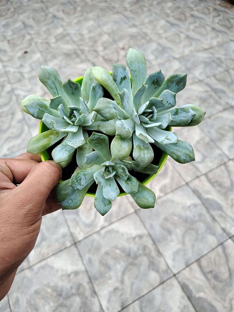 Image #1 from Akhil Gupta