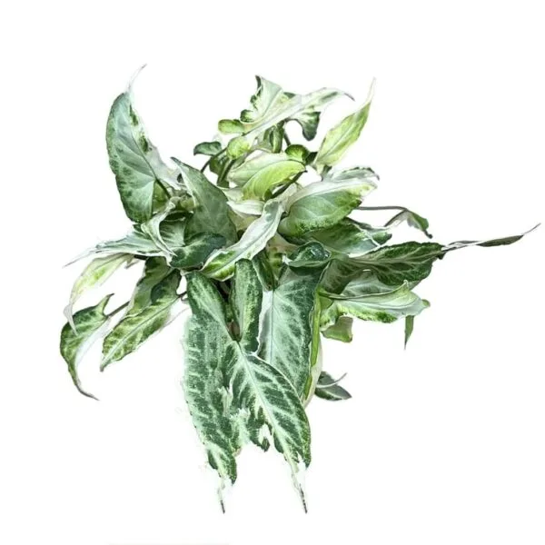 Syngonium podophyllum 'Starlite' - Arrowhead Plant - Image 12