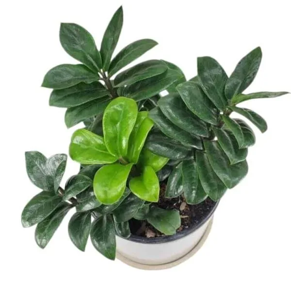 Curly ZZ (Zamioculcas zamiifolia) "Zenzi" - Image 4