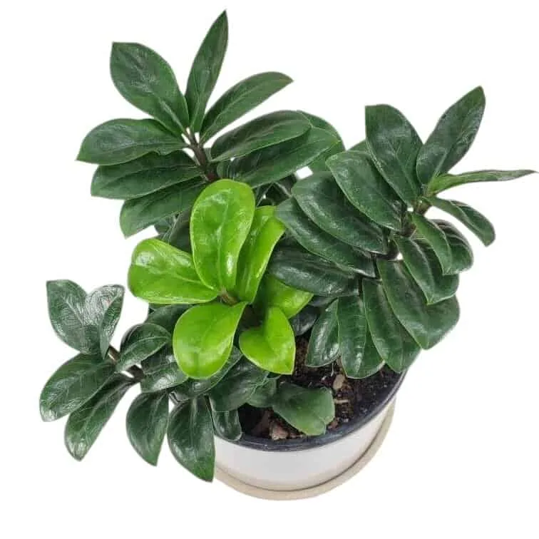 Curly ZZ (Zamioculcas zamiifolia) "Zenzi" - Image 4