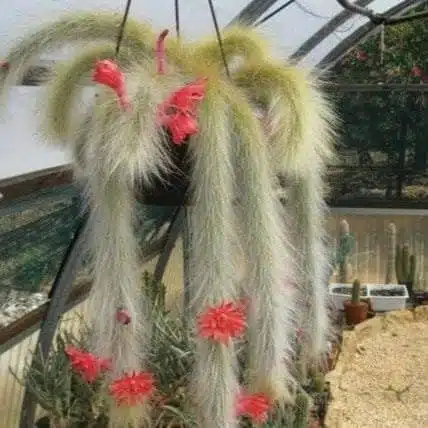 Cleistocactus Winteri (Hildewintera colademononis)-White Monkey Tail Cactus - Image 8