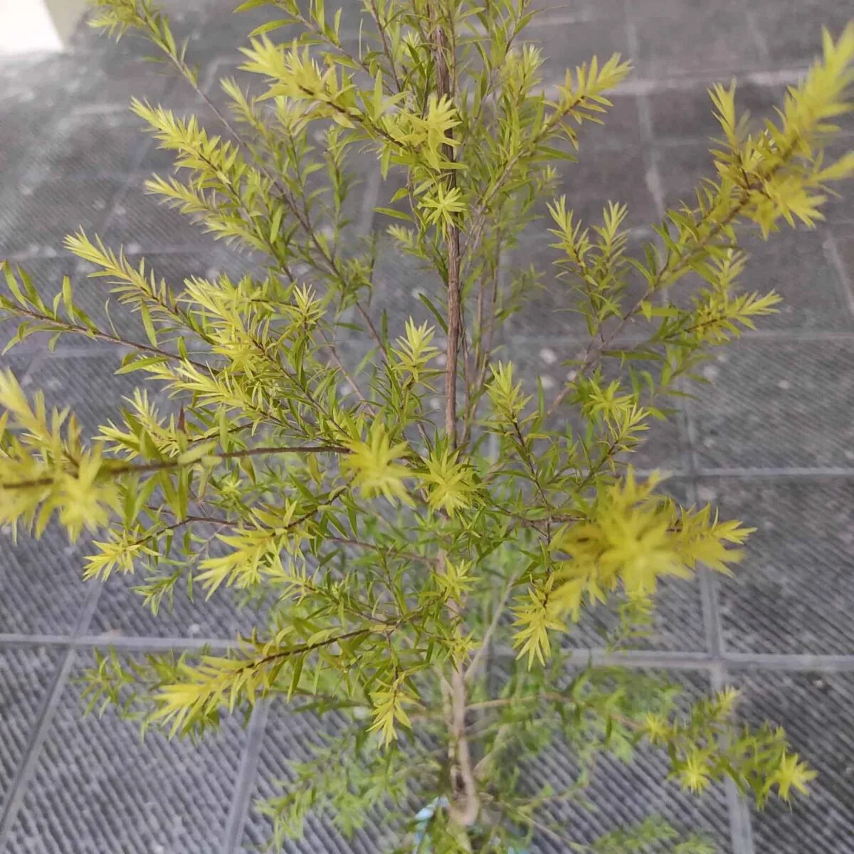 Golden bottle brush (Melaleuca bracteata)-MOSQUITO REPELLENT PLANT - Image 3