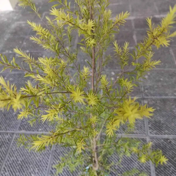 Golden bottle brush (Melaleuca bracteata)-MOSQUITO REPELLENT PLANT - Image 3
