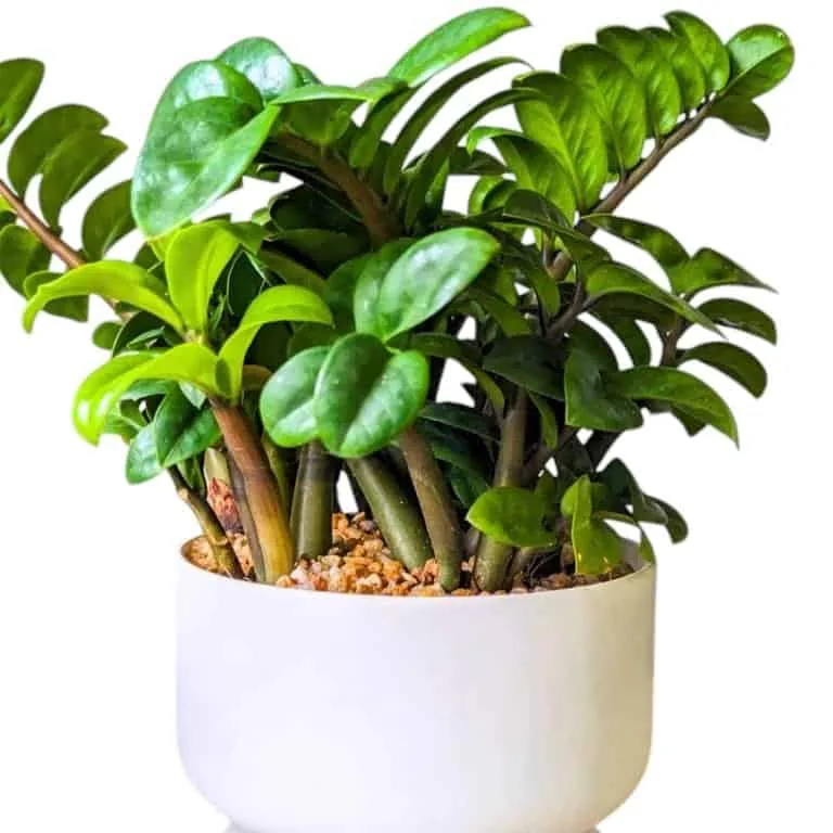 Curly ZZ (Zamioculcas zamiifolia) "Zenzi" - Image 2