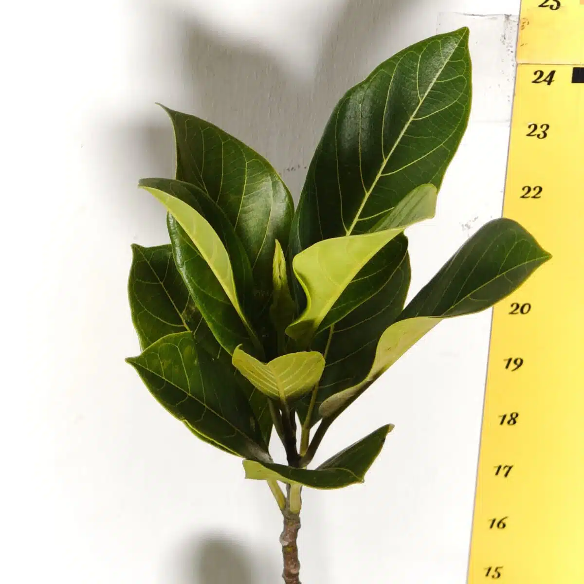 落葉樹 jabss Yellow jackfruit- Grafted Plants - PlantsHub