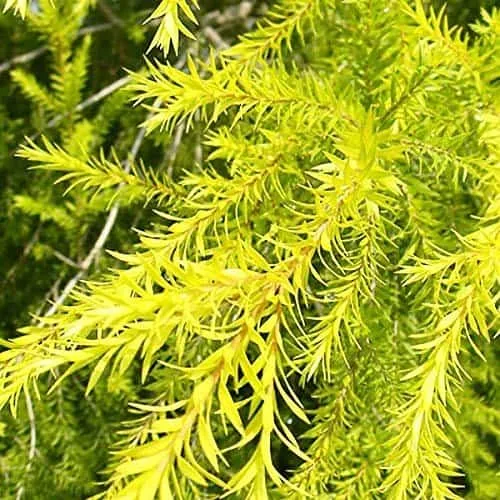 Golden bottle brush (Melaleuca bracteata)-MOSQUITO REPELLENT PLANT - Image 7