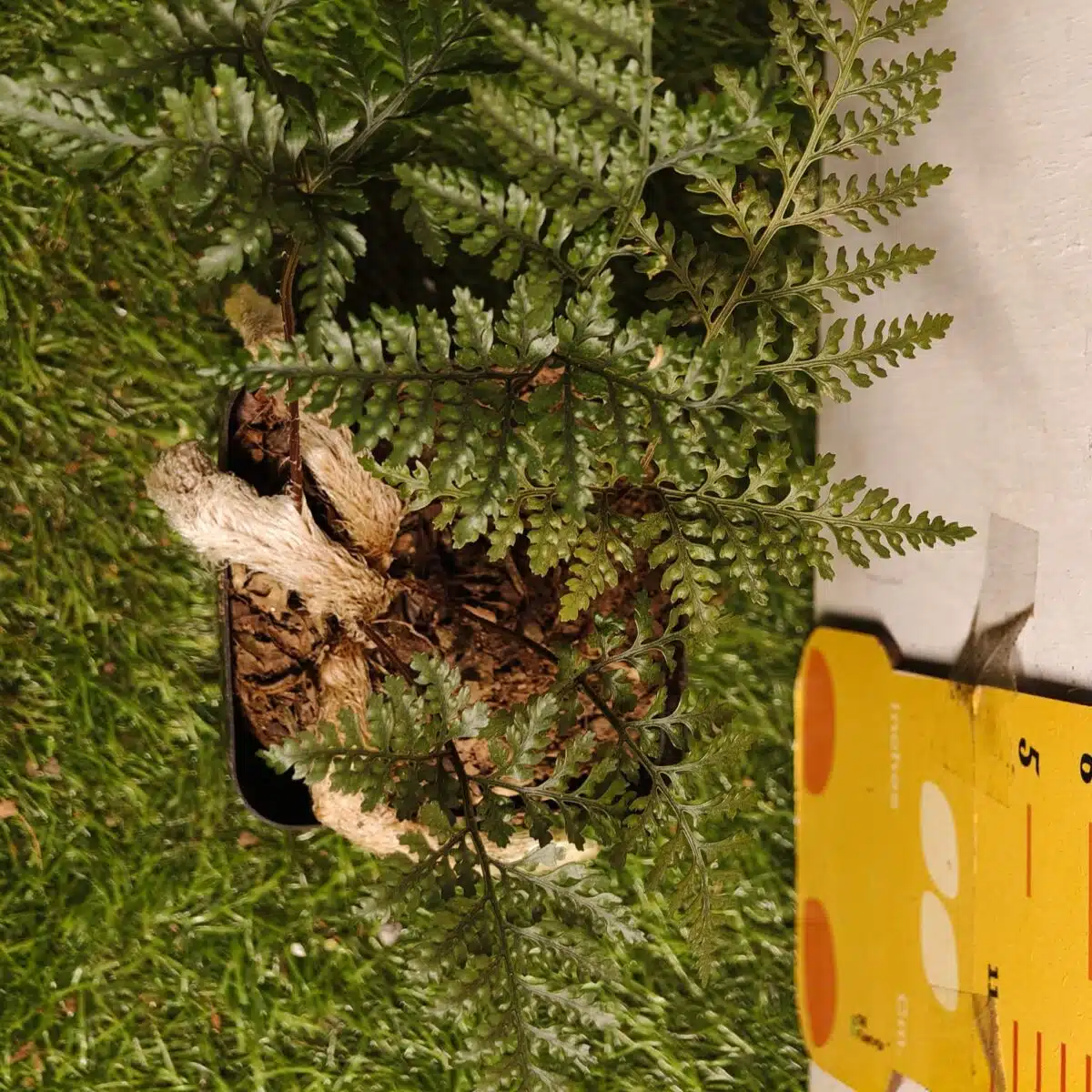 Rabbit's Foot Fern (Davallia fejeensis) - Image 19