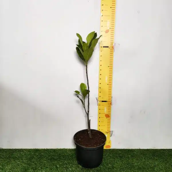 Yellow jackfruit- Grafted Plants - Image 2