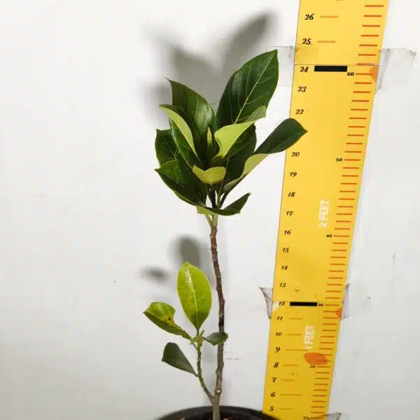 Yellow jackfruit- Grafted Plants - Image 7