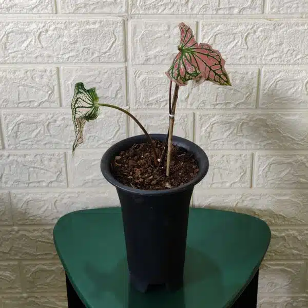 Caladium Thai Beauty - Image 5