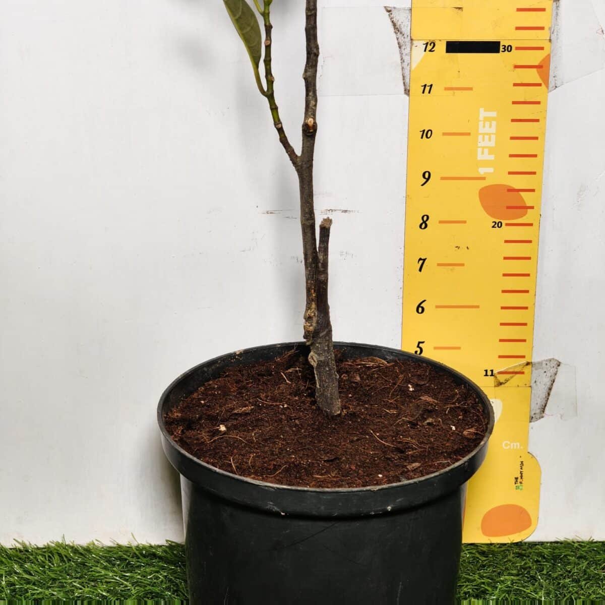 Yellow jackfruit- Grafted Plants - Image 13