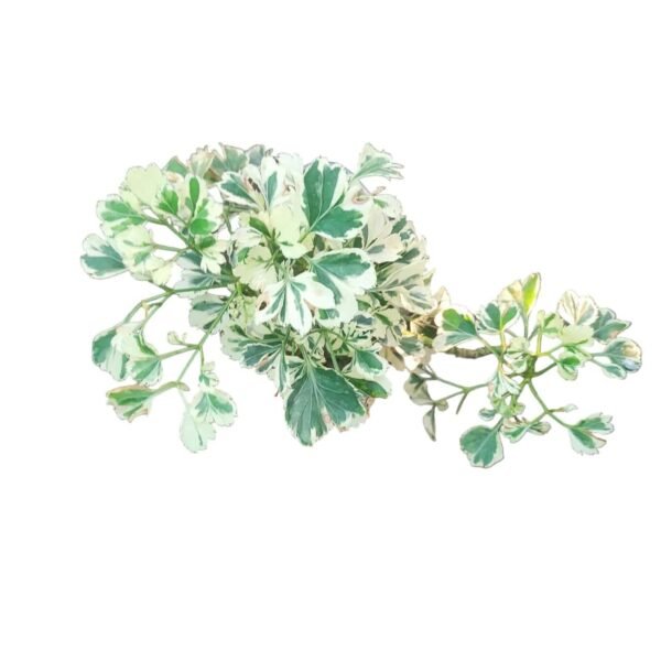 Aralia Ming 'dwarf variegated' (Polyscias fruticosa) - Image 3