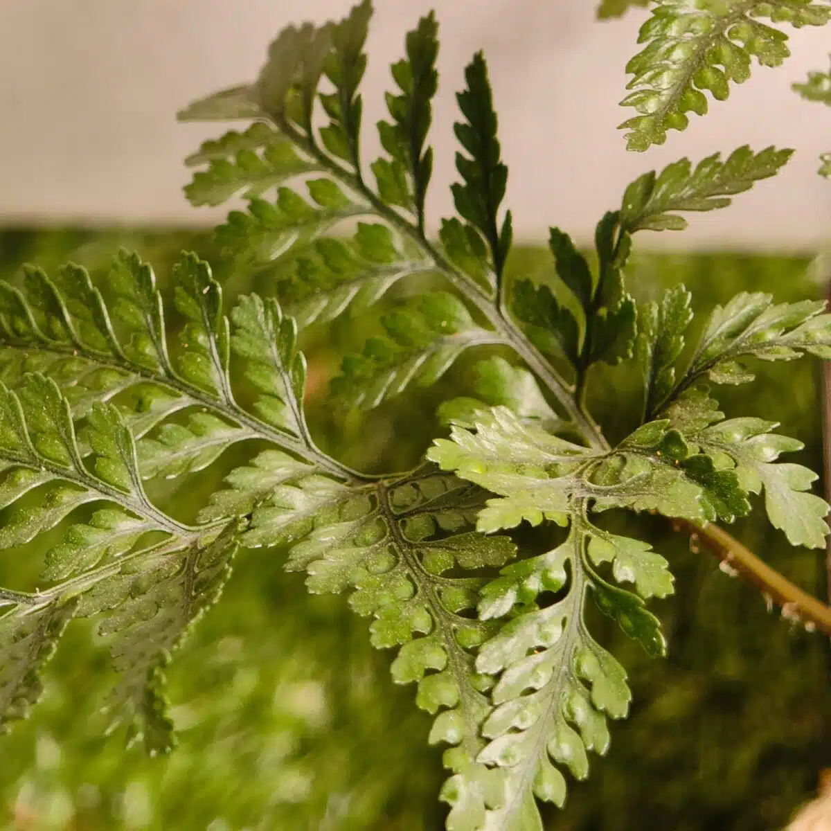 Rabbit's Foot Fern (Davallia fejeensis) - Image 22