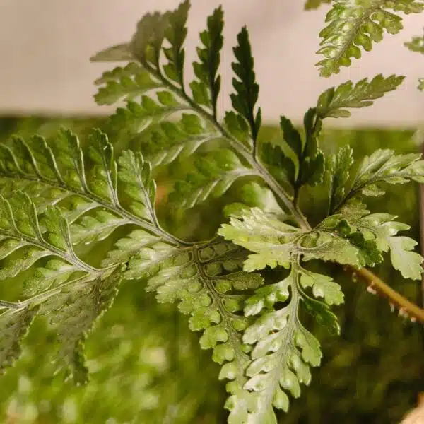 Rabbit's Foot Fern (Davallia fejeensis) - Image 22