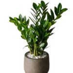 Green ZZ (Zamioculcas Zamiifolia)