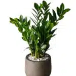 Green ZZ (Zamioculcas Zamiifolia) Green