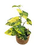 Syngonium Variegated Aurea