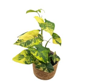 Syngonium Variegated Aurea