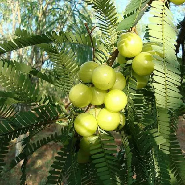 Amla Hybird Grafted (Phyllanthus emblica/Indian gooseberry) - Image 7