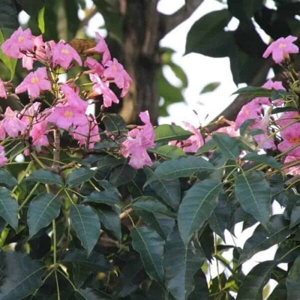 Tabebuia Rosea (Pink poui/Rosy trumpet) tree Pink - Image 6