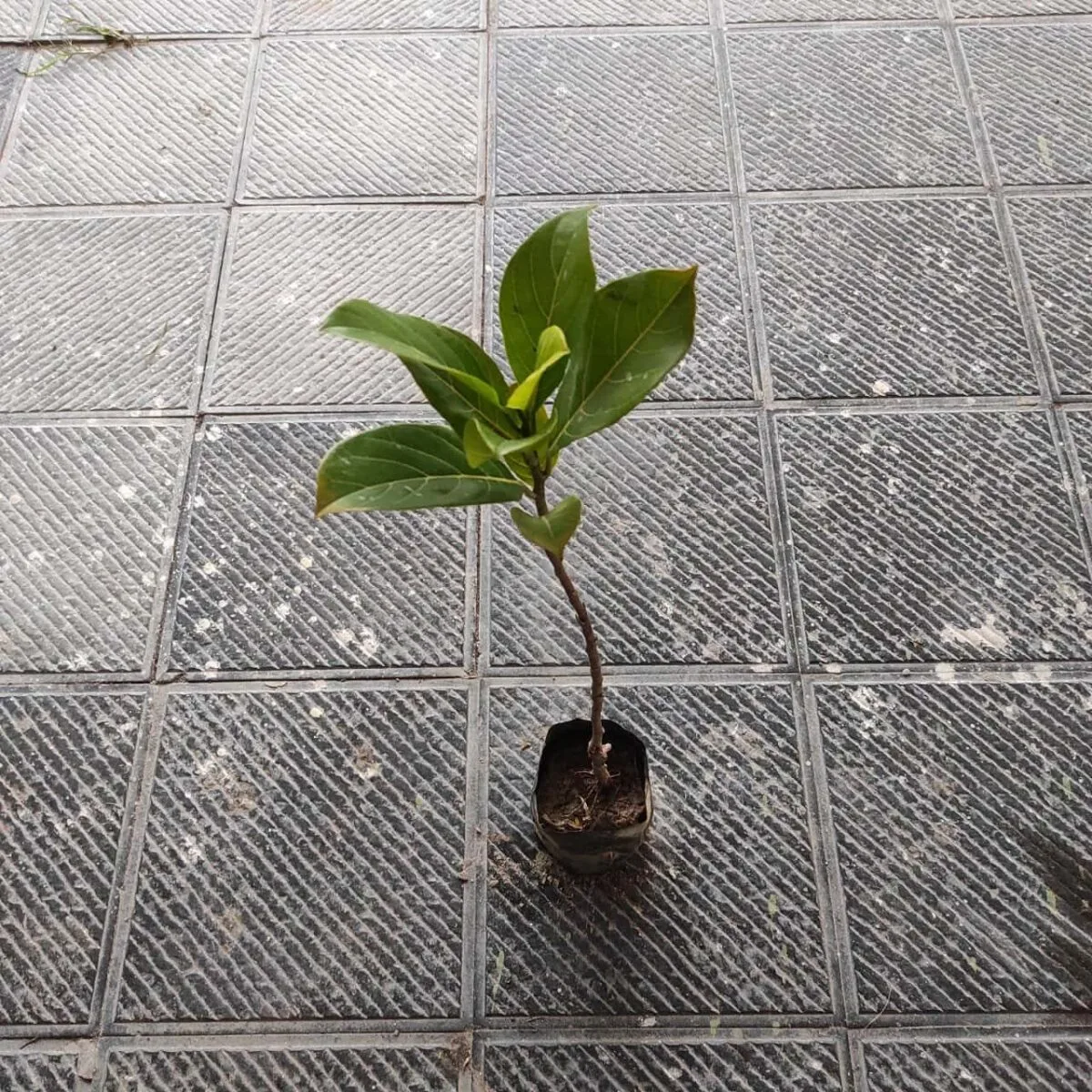 Thai pink jackfruit- Grafte Plants - Image 3