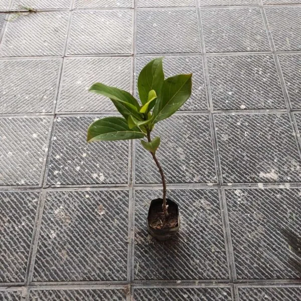 Thai pink jackfruit- Grafte Plants - Image 3