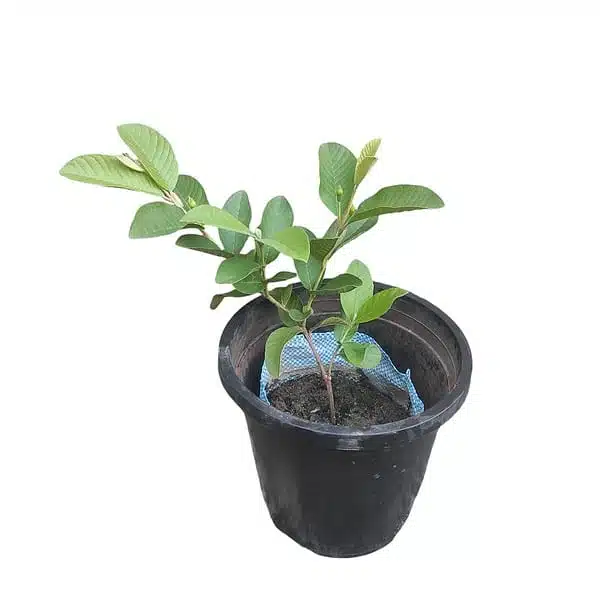 Taiwan Pink Guava - Image 2