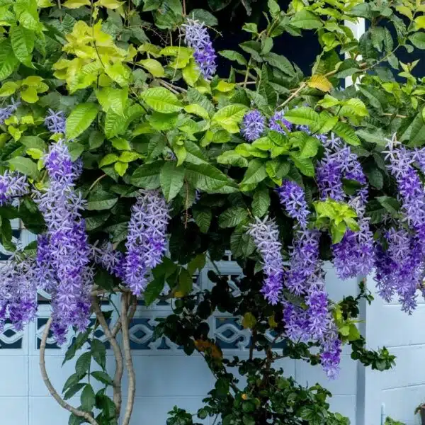 Petrea Volubilis (Purple wreath/Queen's wreath/Sandpaper vine) - Image 4