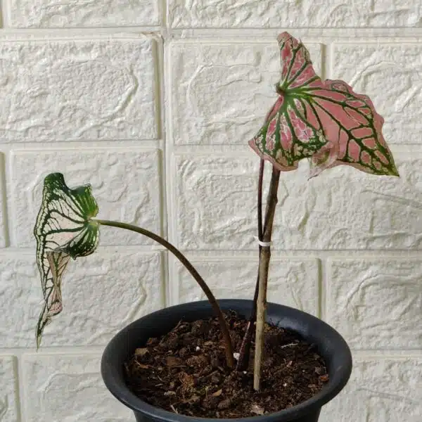 Caladium Thai Beauty - Image 8