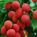 Shahi Litchi Plant