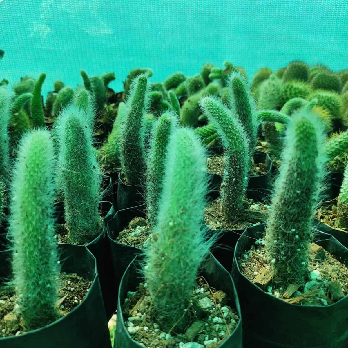 Cleistocactus Winteri (Hildewintera colademononis)-White Monkey Tail Cactus - Image 5