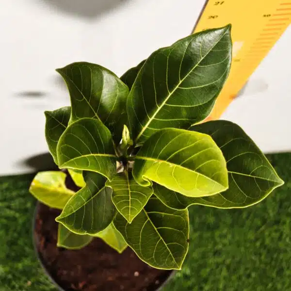 Yellow jackfruit- Grafted Plants - Image 11