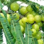 Amla Hybird Grafted (Phyllanthus emblica/Indian gooseberry)