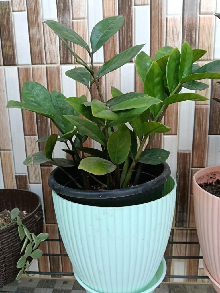 Image #1 from Sangeeta Bora