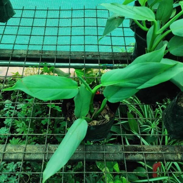 Silver Sword Philodendron hastatum (Silver queen) - Image 6
