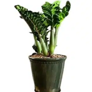 Curly ZZ (Zamioculcas zamiifolia) "Zenzi" - Image 3