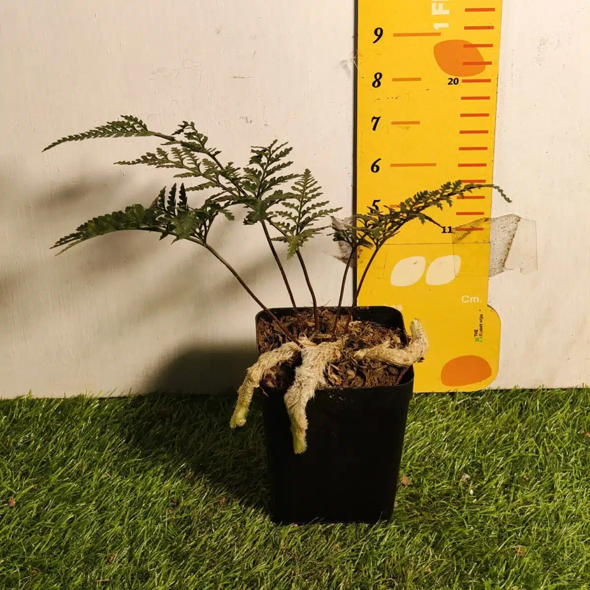 Rabbit's Foot Fern (Davallia fejeensis) - Image 16