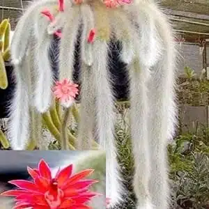 Cleistocactus Winteri (Hildewintera colademononis)-White Monkey Tail Cactus - Image 7