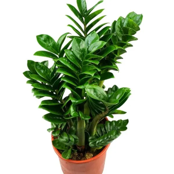 Curly ZZ (Zamioculcas zamiifolia) "Zenzi" - Image 5