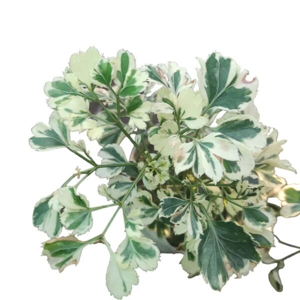 Aralia Ming 'dwarf variegated' (Polyscias fruticosa) - Image 2