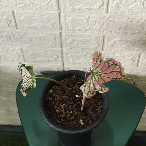 Caladium Thai Beauty - Image 6