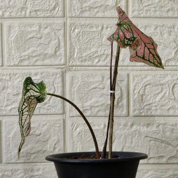 Caladium Thai Beauty - Image 3