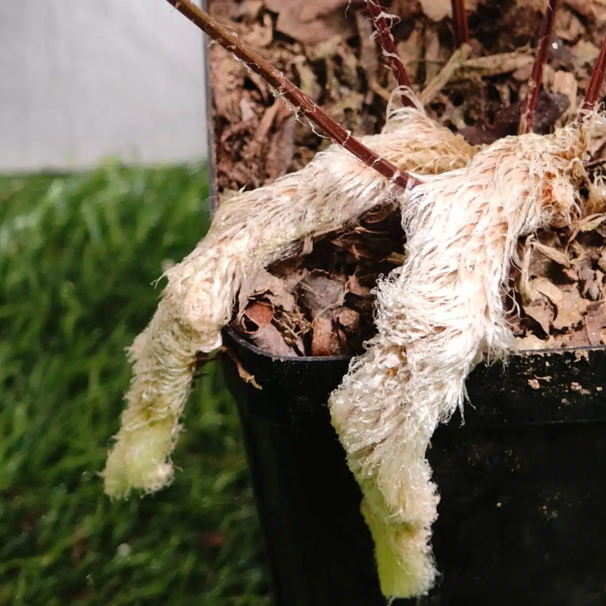 Rabbit's Foot Fern (Davallia fejeensis) - Image 11