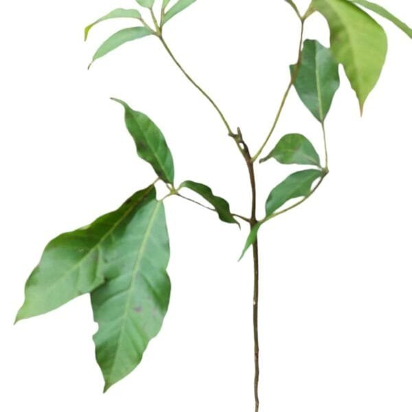 Tabebuia Rosea (Pink poui/Rosy trumpet) tree Pink - Image 3