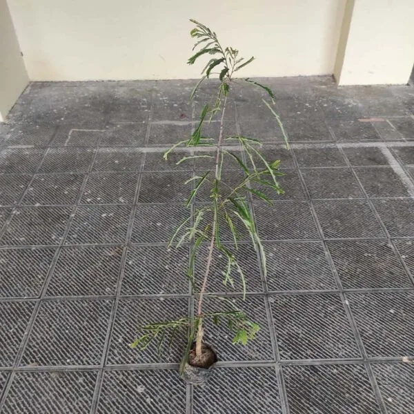 Amla Hybird Grafted (Phyllanthus emblica/Indian gooseberry) - Image 3