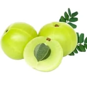 Amla Hybird Grafted (Phyllanthus emblica/Indian gooseberry) - Image 6