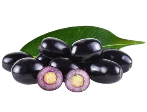 Black Jamun (Syzygium cumini) Grafted Plant - Image 2