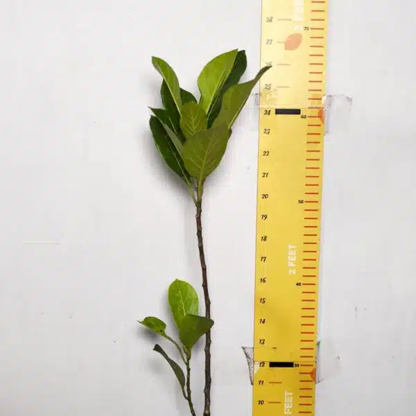 Yellow jackfruit- Grafted Plants - Image 3