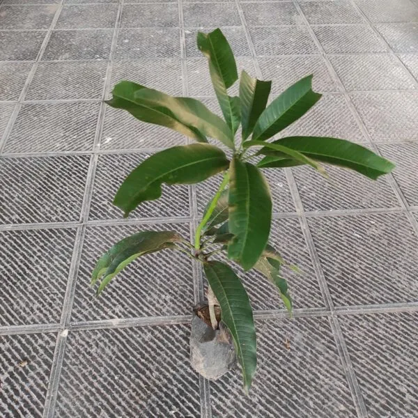 Thai Banana Mango Grafted Plant - Image 2