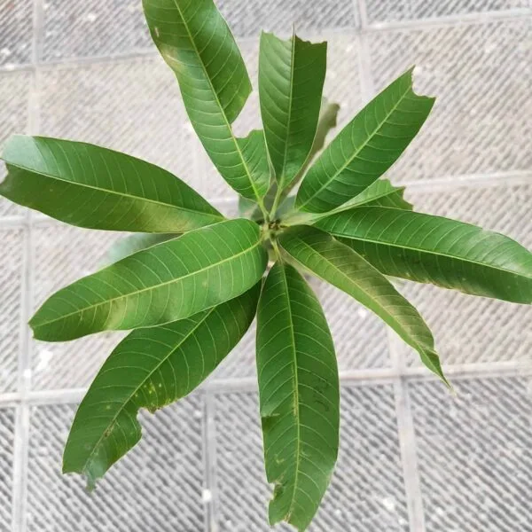 Thai Banana Mango Grafted Plant - Image 3